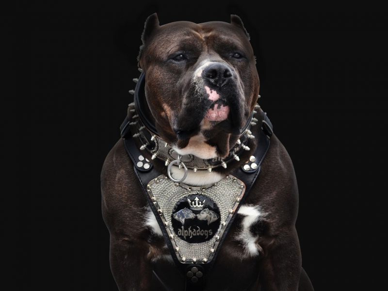 Grizzly